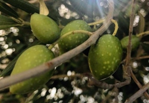 Tonda Iblea olives Caltagirone Sicily