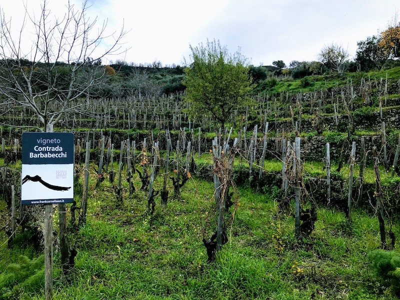 Frank Cornelissen Vineyard