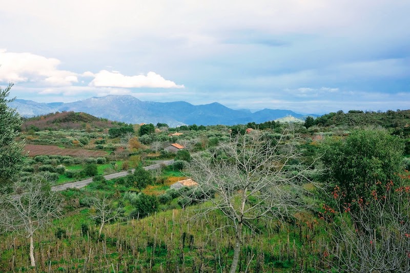 View from vine field on Etna Sicily