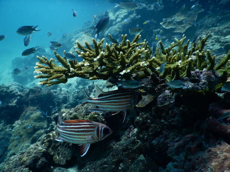 Diving in Krabi – Ao Nang