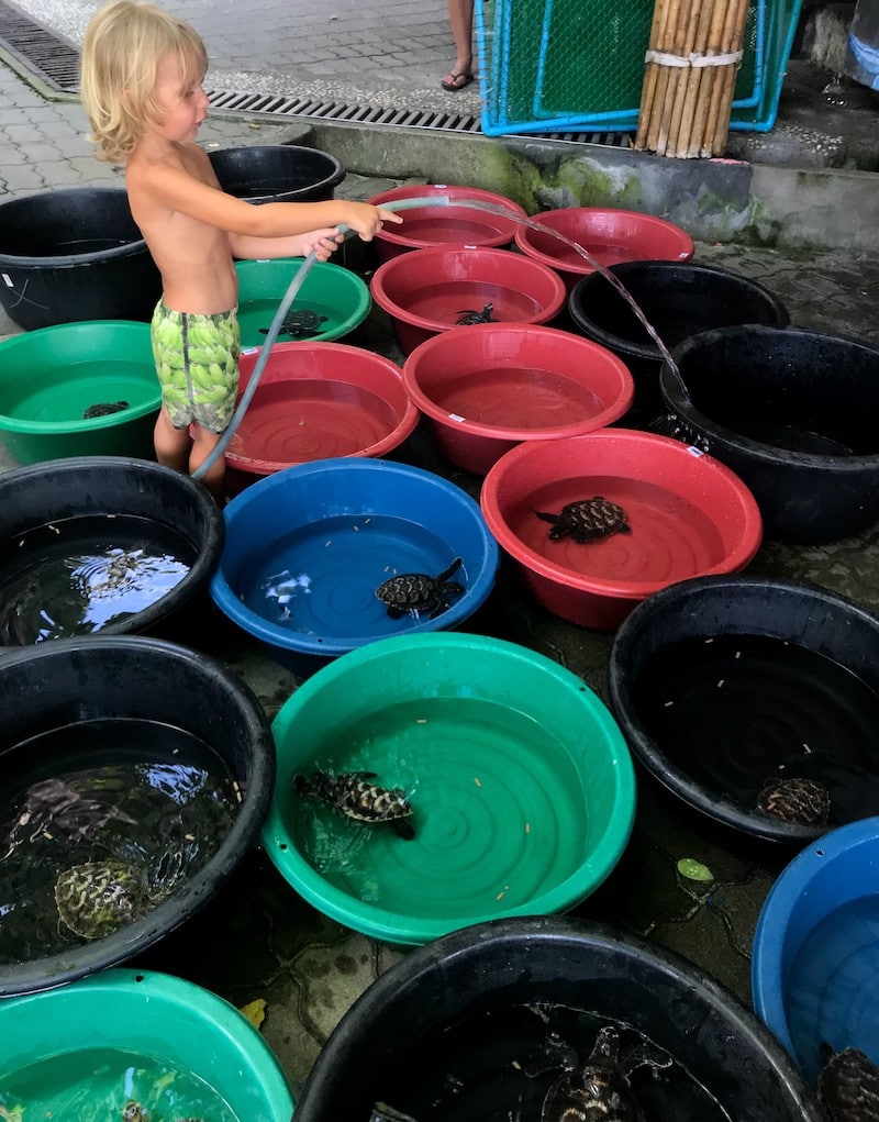 Feeding sea turtles Ko Tao